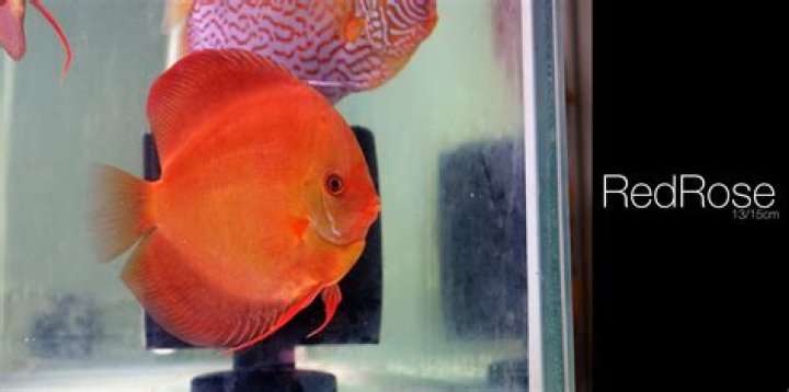 fish, marine, transparent, glass material, animal, animal themes