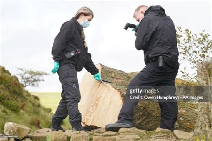 Forensic investigators from Northumbria Police examine the felled Sycamore Gap tree a day after it was felled. Photo / AP