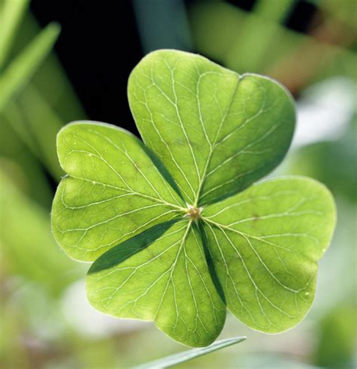 Four-Leaf Clover Four-Leaf Clover