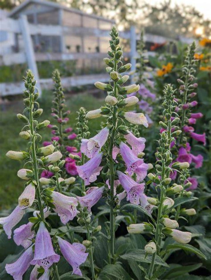 foxglove growing in the garden