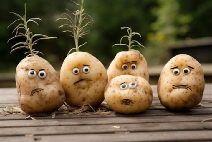 Free Photo Funny potatoes