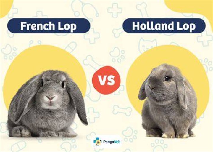 French Lop vs Holland Lop