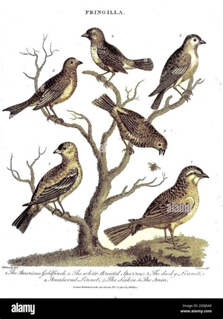 Fringilla in a group in the witcher