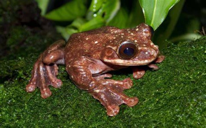 frog