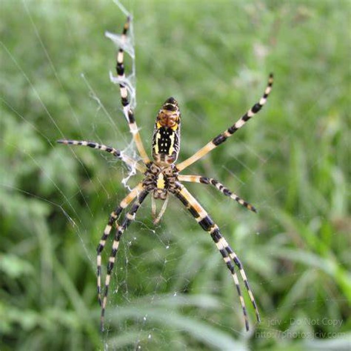 Garden Spider