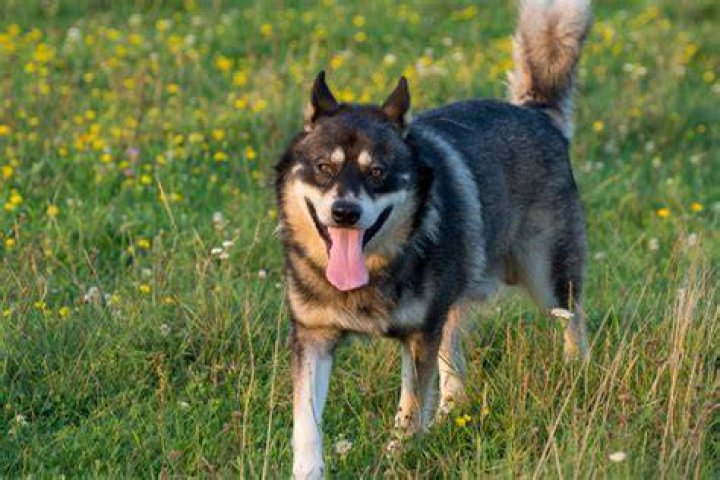 Gerberian Shepsky_Ovidiu Constantin Moraru_Shutterstock