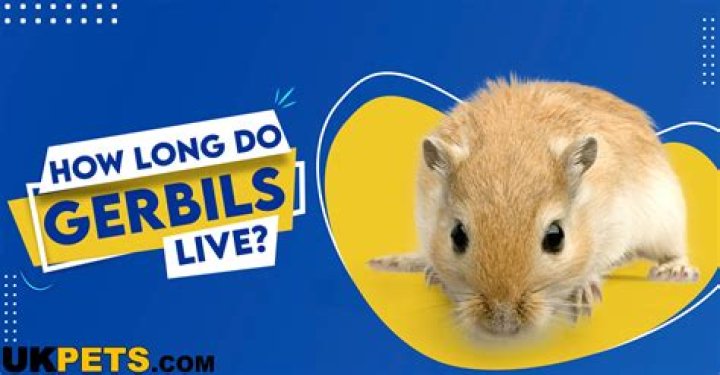 Gerbils- 8th Shortest Lifespan Creatures In The World