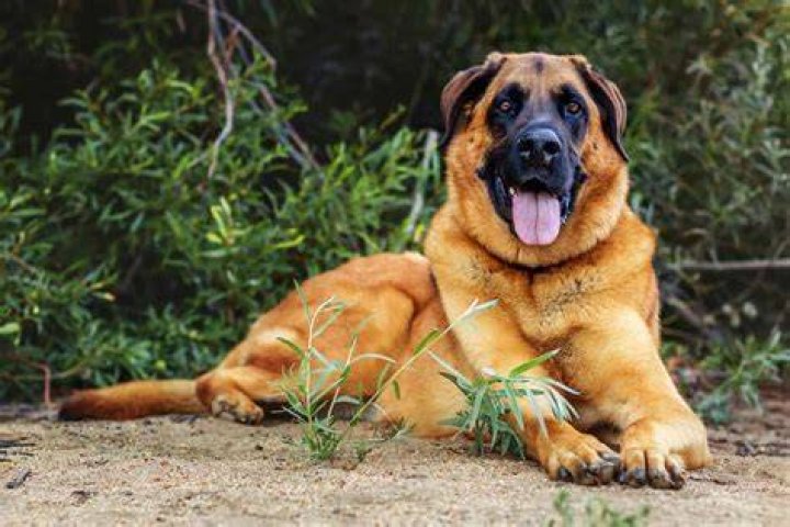 german shepherd mastiff mix