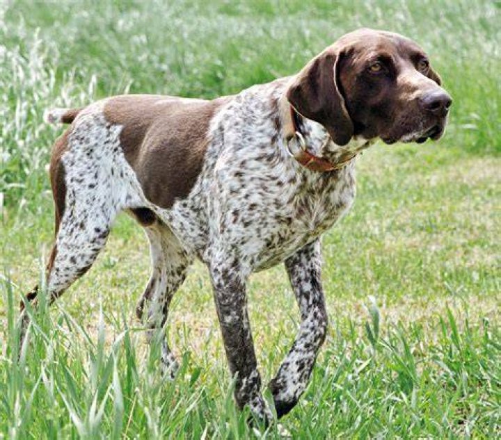 German shorthaired dog on the grass