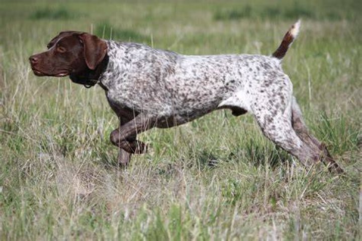german shorthaired pointer dog in the field