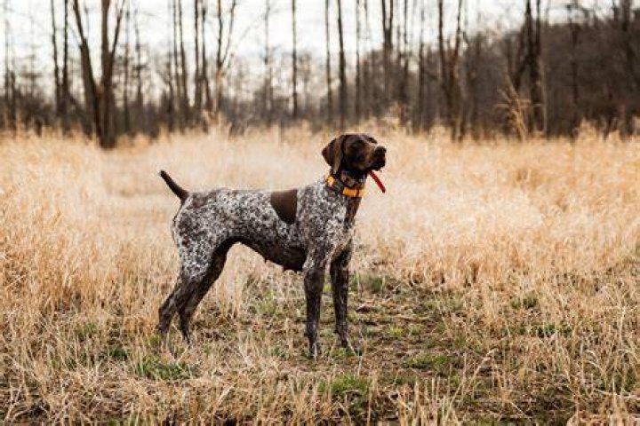German Shorthaired Pointer hunting