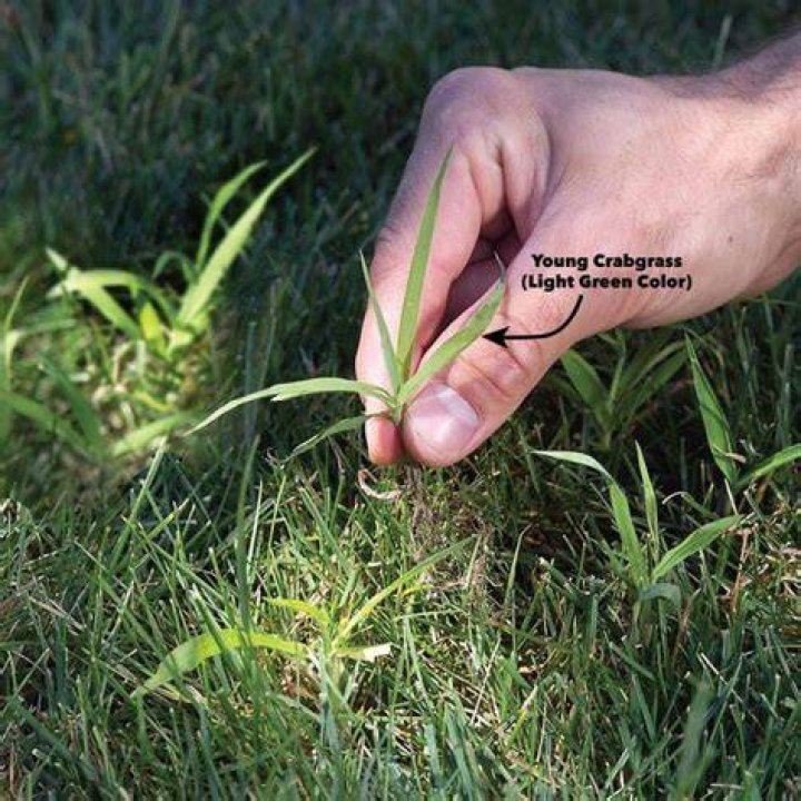 Get rid of crabgrass — Lawn Care Tips from The Family Handyman