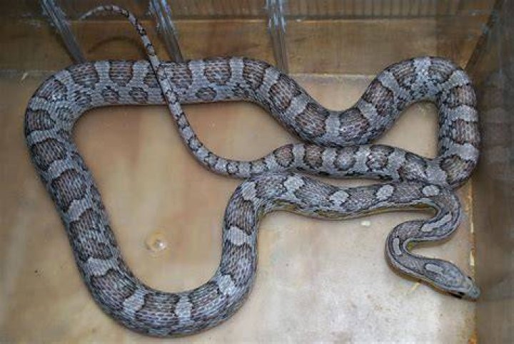 ghost corn snake