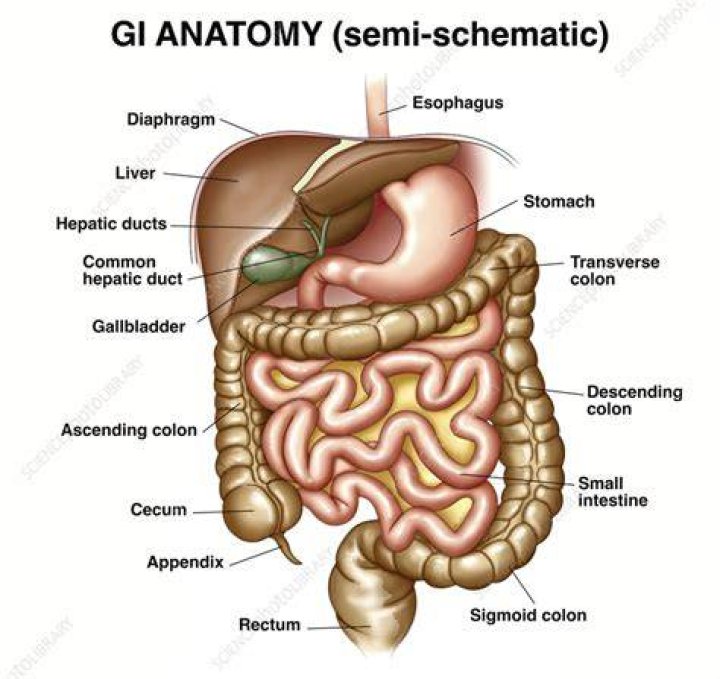 Gi