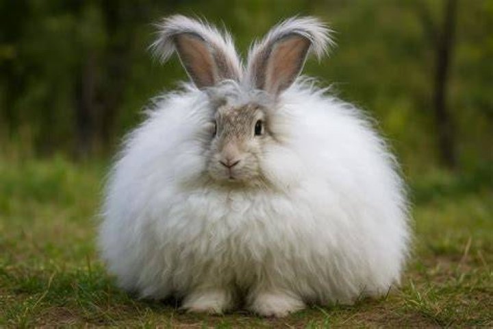giant angora rabbit in the woods eating corn
