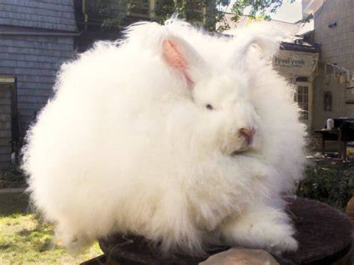 giant angora rabbits
