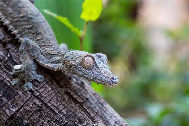 Giant Leaf-Tailed Gecko: Care Guide, Varieties, Lifespan & More (with Pictures)