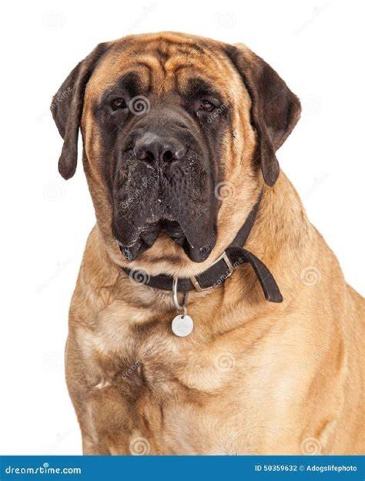 giant mastiff up close