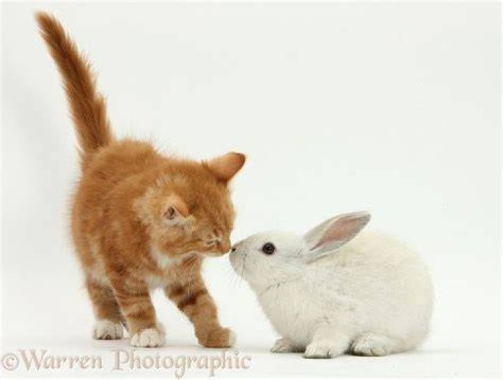 Ginger cat and rabbit playing together