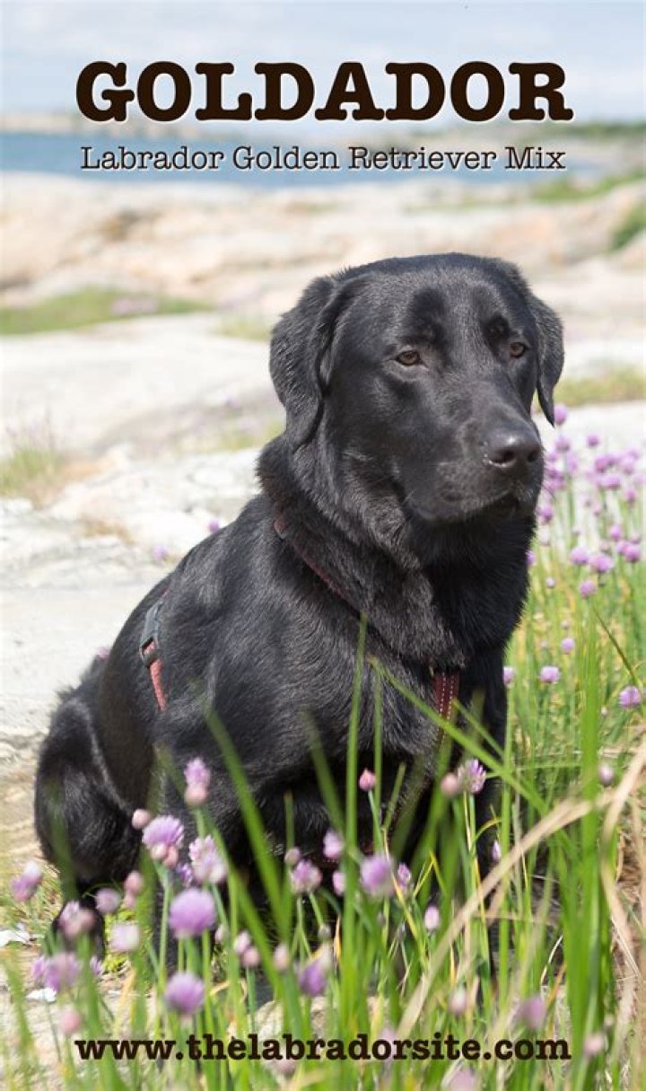 Goldador golden retriever labrador mix