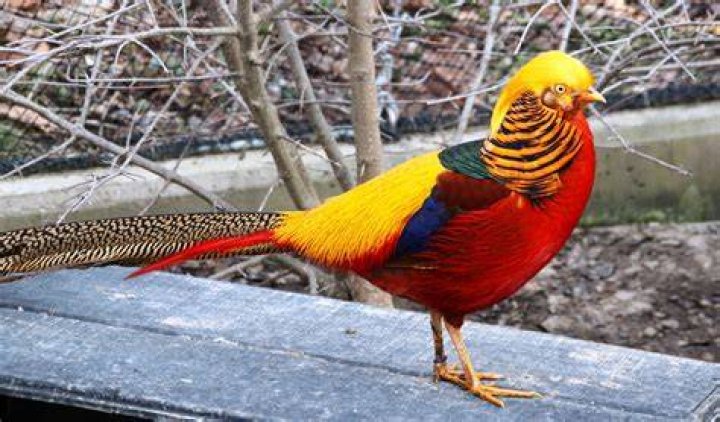 Golden Pheasant: Facts, Origins, Characteristics & Pictures 