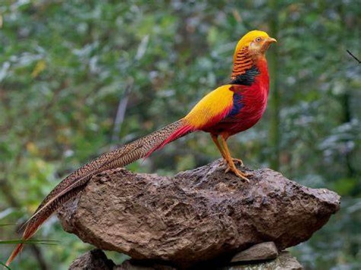golden pheasant