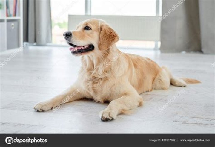 golden retriever dogs lying on the floor