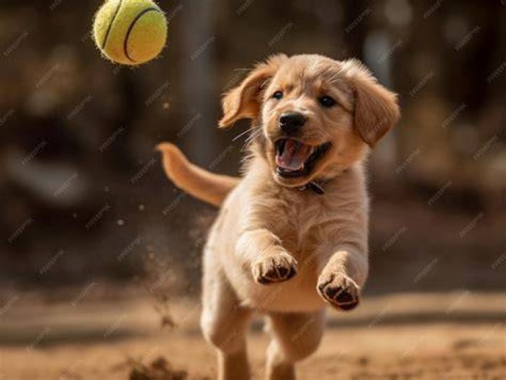 Golden retriever puppy playing and bite owner hand