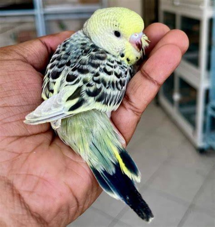 Goldenface Parakeet