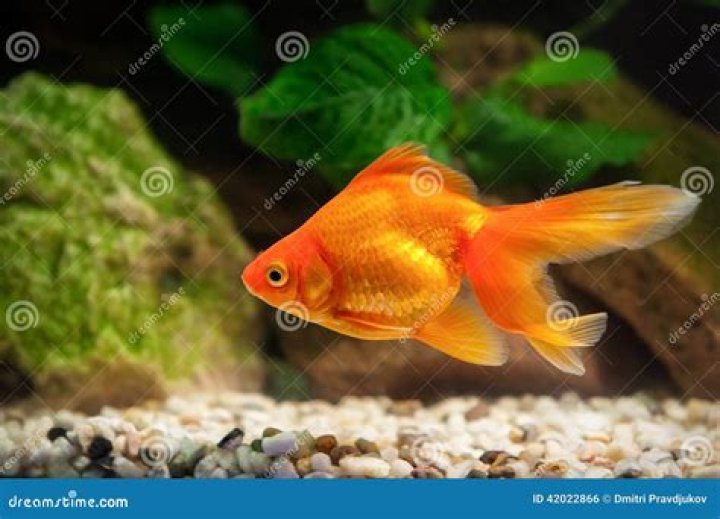 Goldfish in aquarium with green plants