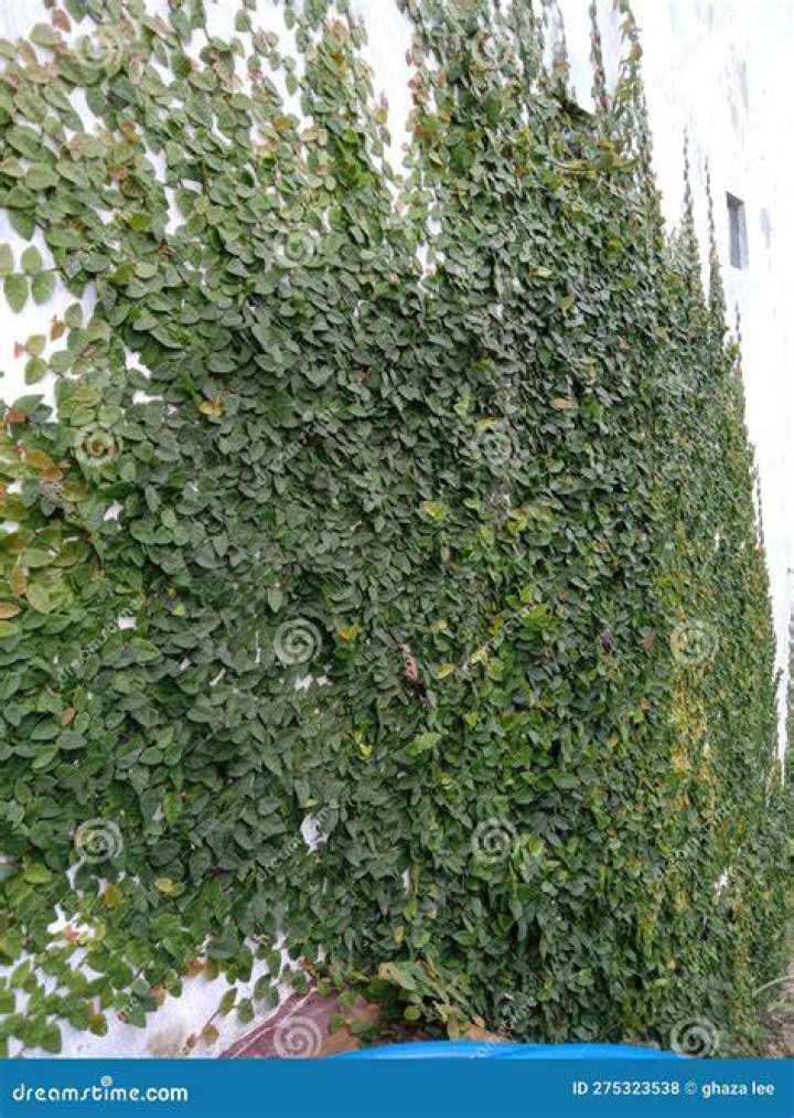 Gray Fence with green vines next to it