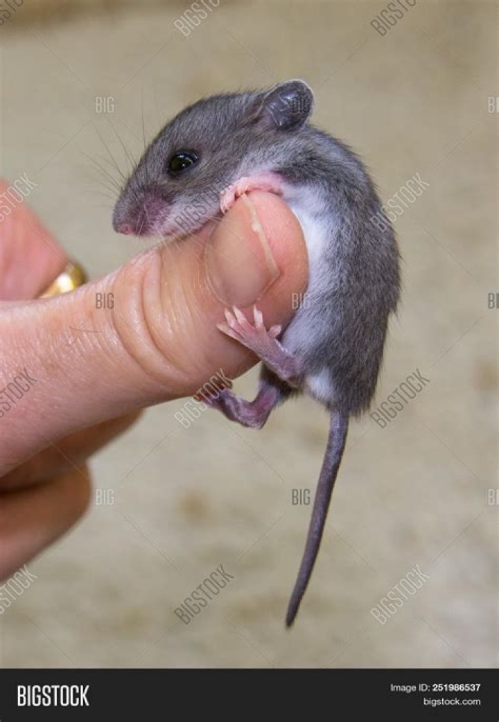 gray mouse in a hand is eating rodent food