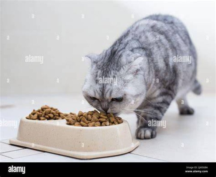 Gray senior cat eating dry cat food