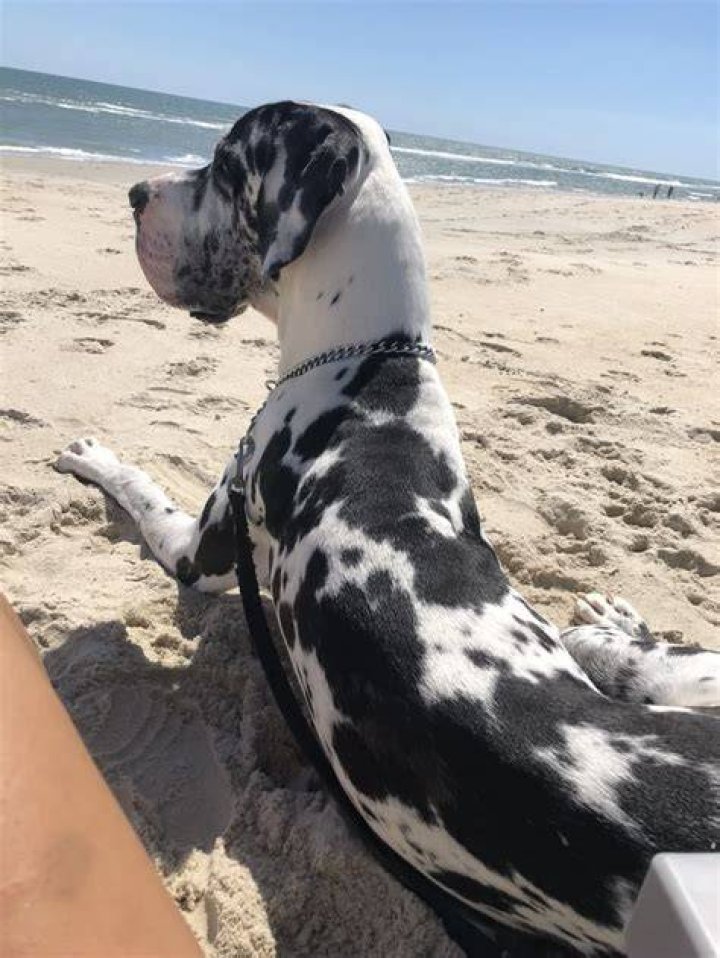 Great Dane by the beach