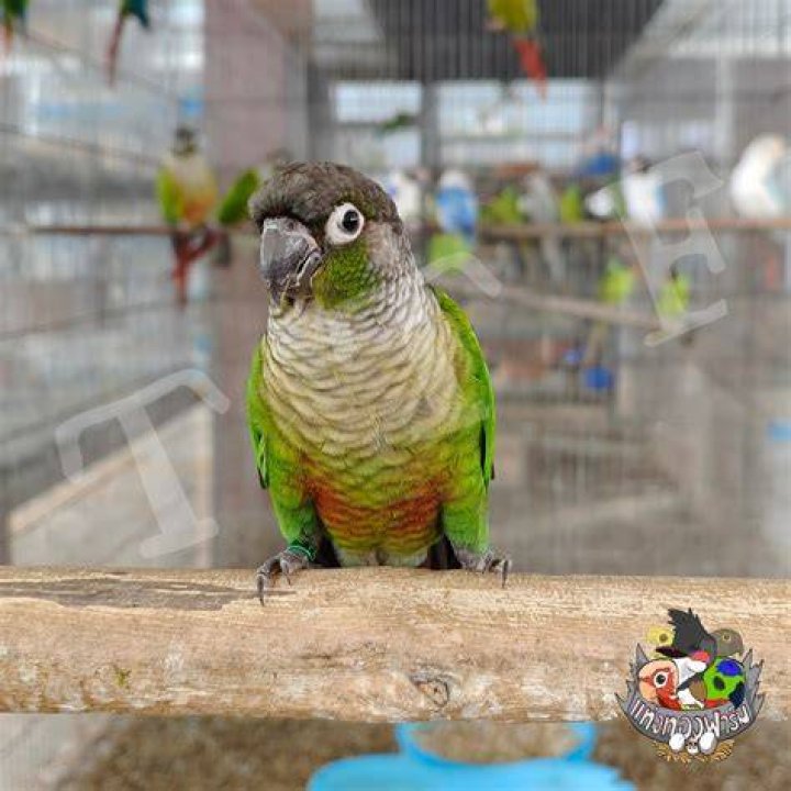 Green-CheekedConure
