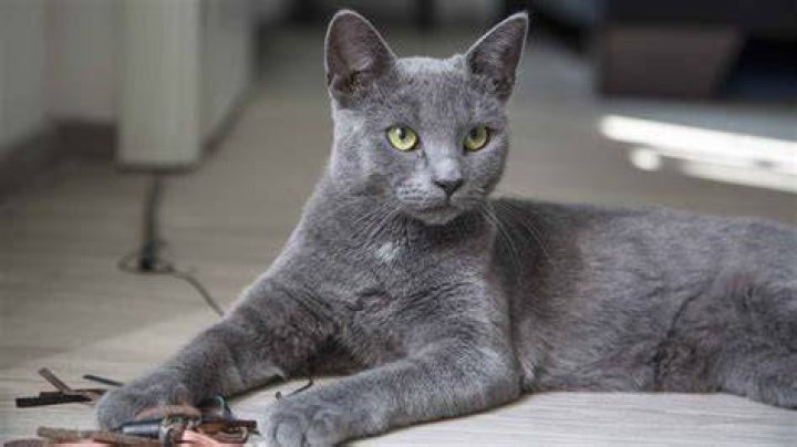 grey cat getting pet by owner