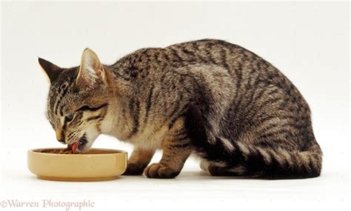 grey tabby cat eating