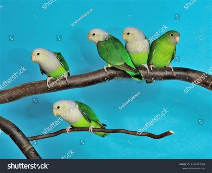 Grey-Headed Lovebirds