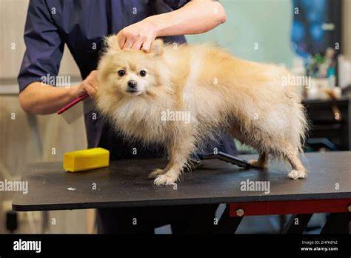 Groomer cuts and shaves a cat