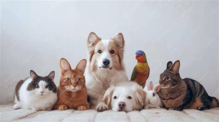 group of pets
