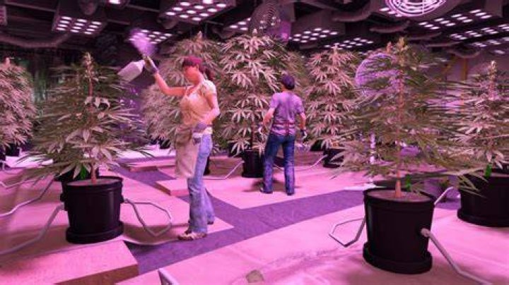 GTA Online Weed Farm Max Profit, Best Location and Is It Worth It