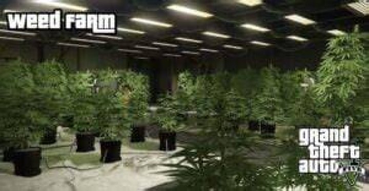 GTA Online Weed Farm