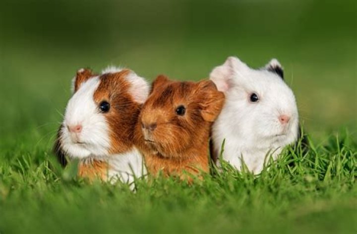guinea pig puppies