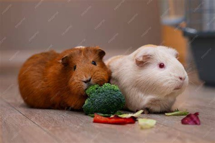 Guinea Pigs eating