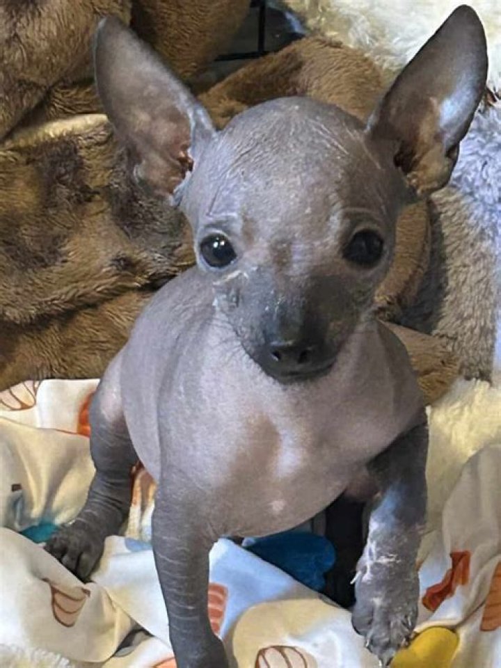 hairless and chihuahua mix_Rosa Jay_shutterstock (2)