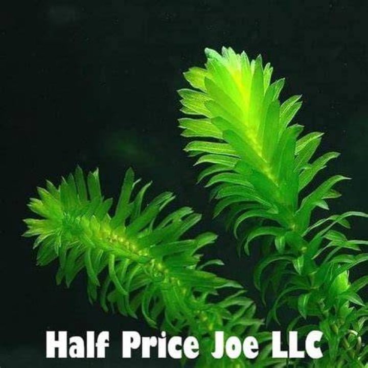 Half Price Joe 20+ Ramshorn Snails