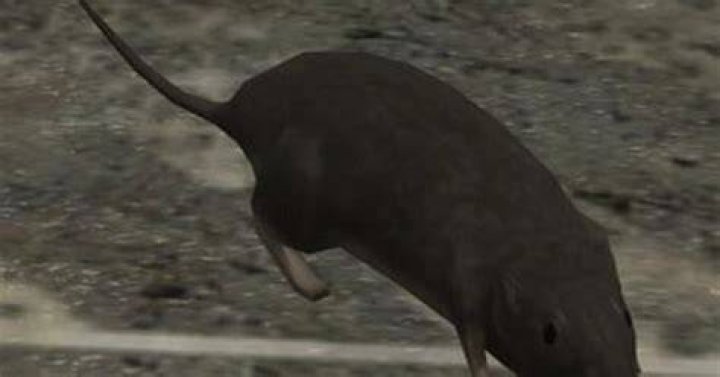 Halo 3 rat mod has you desperately trying to gun down enemy vermin