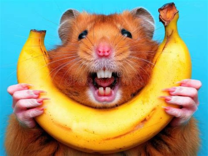hamster eating banana