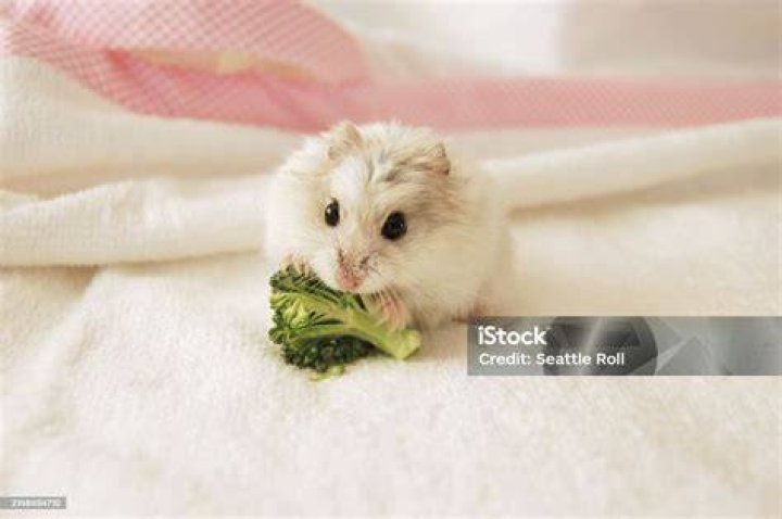 Hamster eating broccoli
