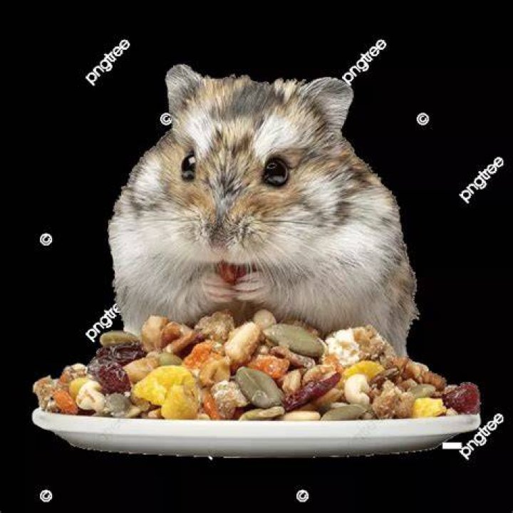 hamster eating commercial food